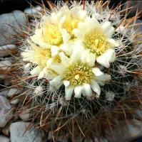 Echinosofulocactus valpelianus (vaso9)