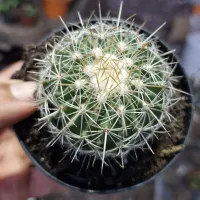 Echinosofulocactus valpelianus (vaso9) - Foto 2