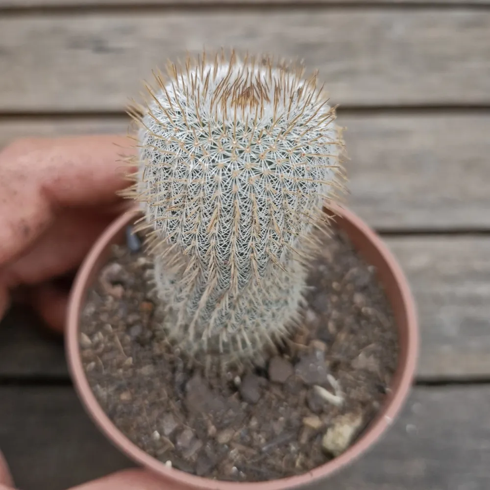 Frailea gracilima v. Machadoi (vaso6) Imagem