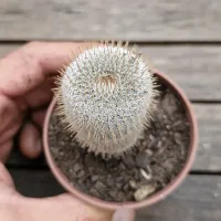 Frailea gracilima v. Machadoi (vaso6) - Foto 2