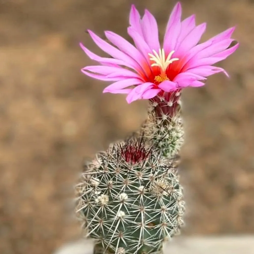 Echinocereus ferreirianus (vaso7)