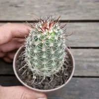 Echinocereus ferreirianus (vaso7) - Foto 2