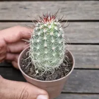 Echinocereus ferreirianus (vaso7) - Foto 3