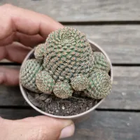 Rebutia condorensis (vaso9) - Foto 2