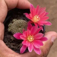 Rebutia condorensis (vaso9) - Foto 3