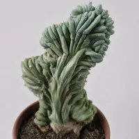Myrtillocactus geometrizans f. cristata (unico - vaso15)
