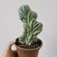 Myrtillocactus geometrizans f. cristata (unico - vaso15) - Foto 2