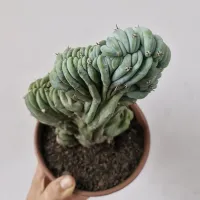 Myrtillocactus geometrizans f. cristata (unico - vaso15) - Foto 3