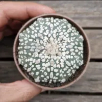 Astrophytum asterias 'Super Kabuto' + 'Star Shape' (único - vaso7)