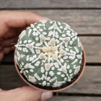 Astrophytum asterias cv. 'V type' (único - vaso7)