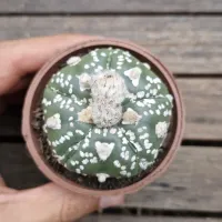 Astrophytum asterias cv. 'V type' (único - vaso7)