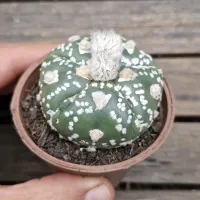 Astrophytum asterias cv. 'V type' (único - vaso7) - Foto 2