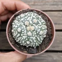 Astrophytum asterias cv. 'Super Kabuto' 5K (unico - vaso7)