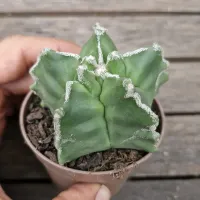 Astrophytum asterias cv. Haku-Jo + Kikko (único - vaso7)