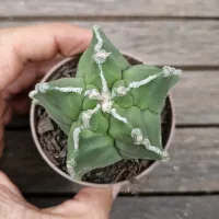 Astrophytum asterias cv. Haku-Jo + Kikko (único - vaso7) - Foto 2