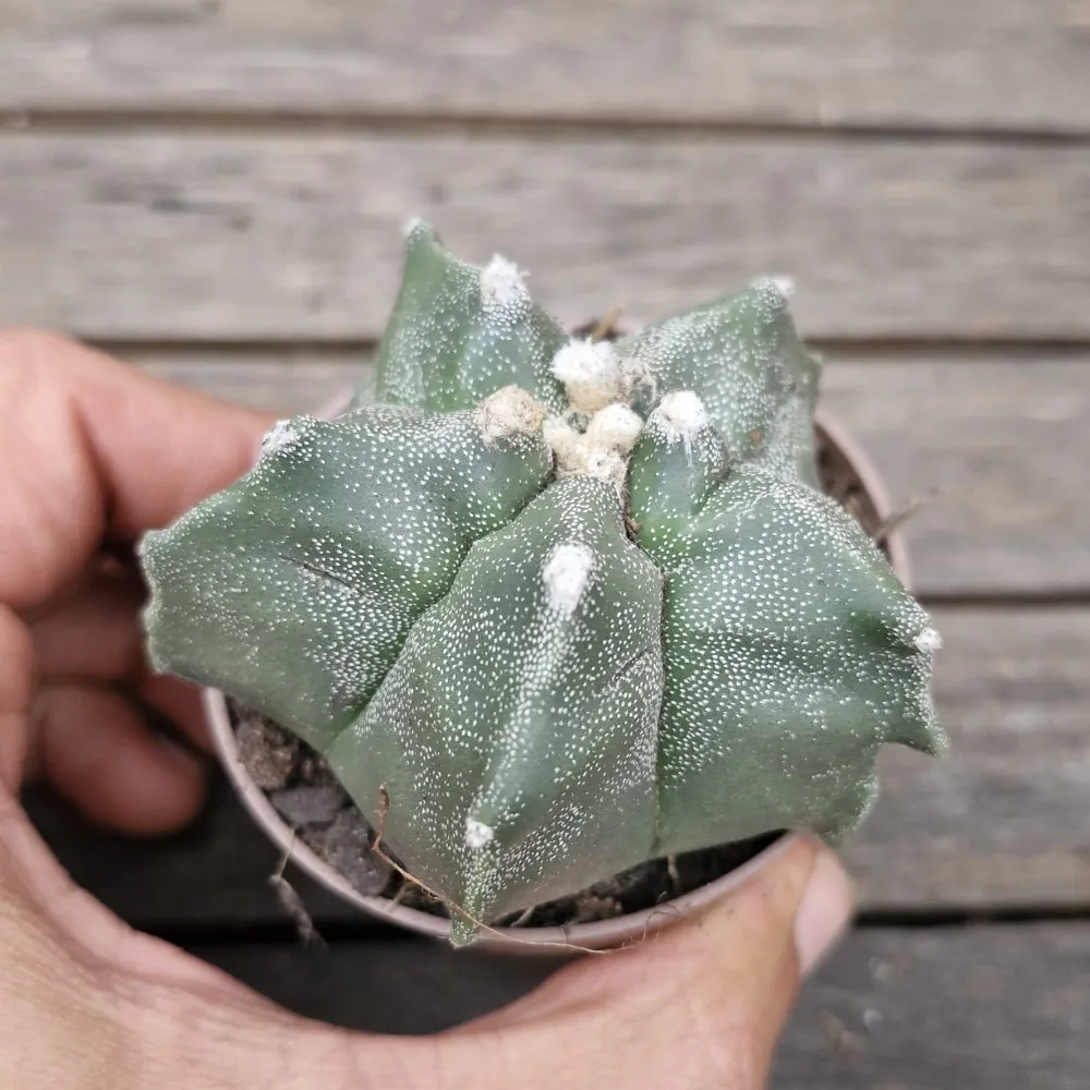Astrophytum myriostigma cv. Kikko (único - vaso7)