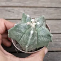Astrophytum myriostigma cv. Kikko (único - vaso7)