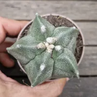Astrophytum myriostigma cv. Kikko (único - vaso7) - Foto 2