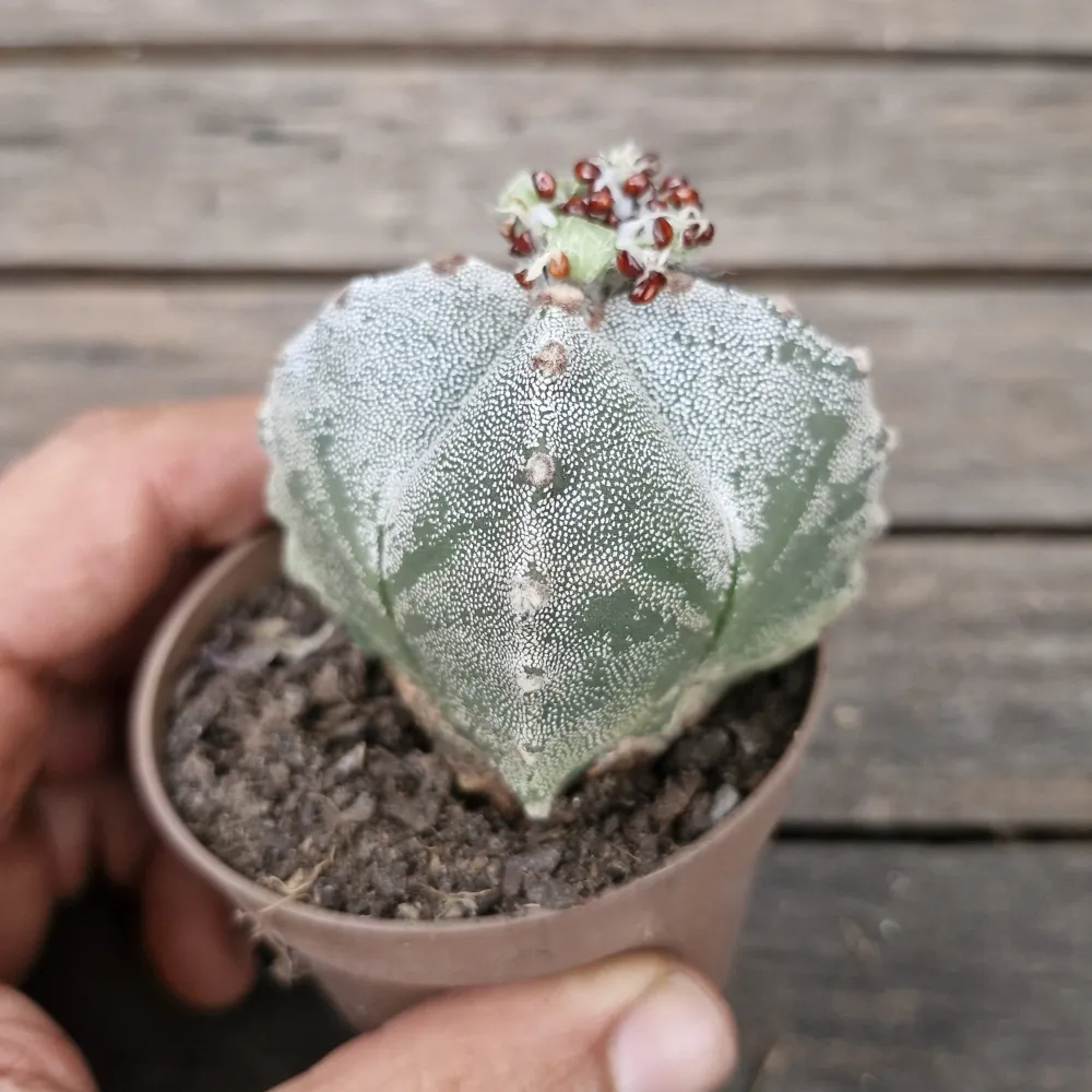 Astrophytum myriostigma cv. Kikko 4K (único - vaso7)