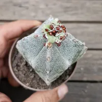 Astrophytum myriostigma cv. Kikko 4K (único - vaso7) - Foto 2