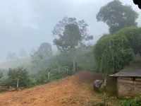 Vende-se fazendinha em Sobrado, Monsenhor Isidro; - Foto 15