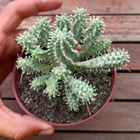 Euphorbia mammillaris variegata (vaso11)
