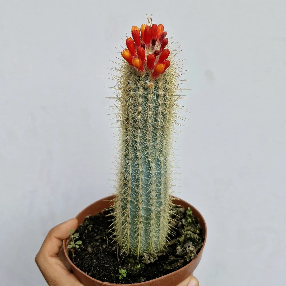 Micranthocereus sp. (vaso15)