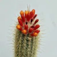 Micranthocereus sp. (vaso15) - Foto 2