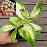 Hoya finlaysonii variegata (vaso 11)