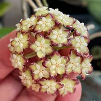 Hoya finlaysonii variegata (vaso 11) - Foto 2