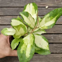 Hoya finlaysonii variegata (vaso 11) - Foto 3