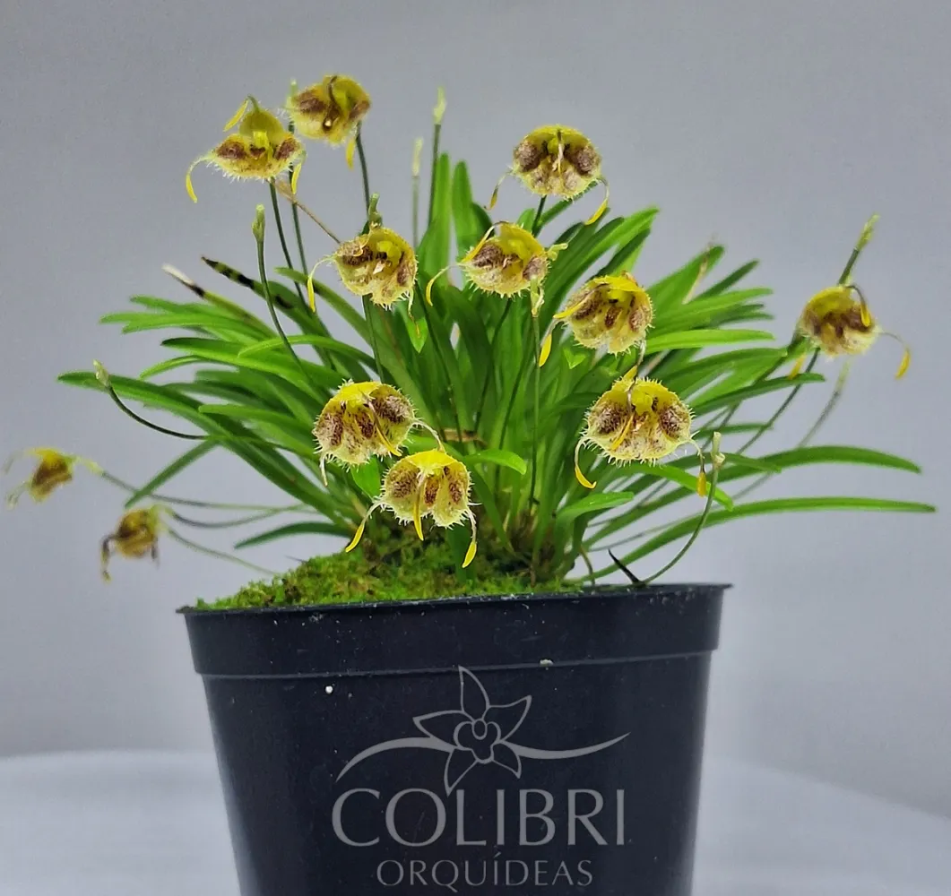 Diodonopsis erinacea