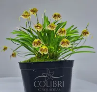 Diodonopsis erinacea