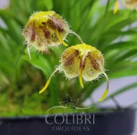 Diodonopsis erinacea - Foto 2