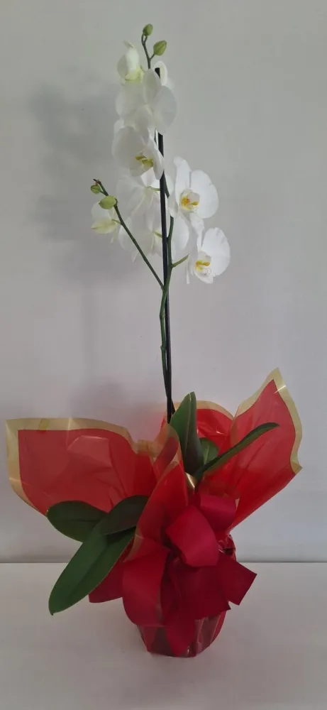 Orquídea para Presente Imagem