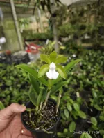 C. bicolor alba 'BV' x Sibling  - Foto 2