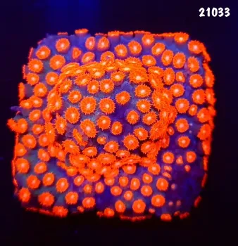  21033 Cyphastrea Meteor Shower base forrada