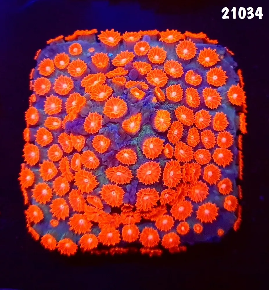 21034 Cyphastrea Meteor Shower base forrada