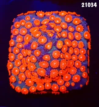 21034 Cyphastrea Meteor Shower base forrada