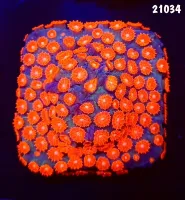 21034 Cyphastrea Meteor Shower base forrada