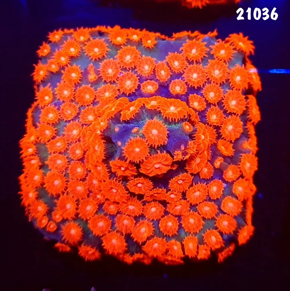 21036 Cyphastrea Meteor Shower base forrada