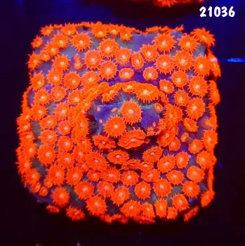 21036 Cyphastrea Meteor Shower base forrada