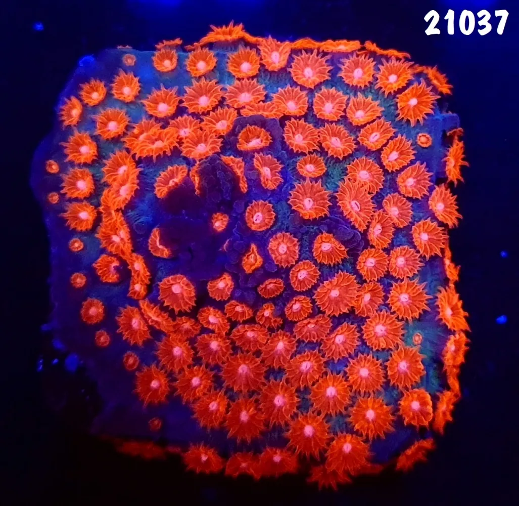 21037 Cyphastrea Meteor Shower base forrada