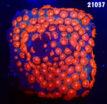 21037 Cyphastrea Meteor Shower base forrada