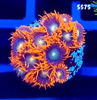 5575 Zoanthus Raspberry +10 polipos