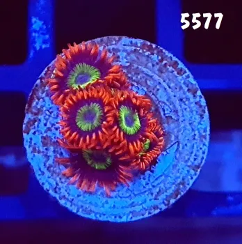 5577 Zoanthus Emerald on Fire 5 polipos