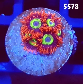 5578 Zoanthus Emerald on Fire 6 polipos 