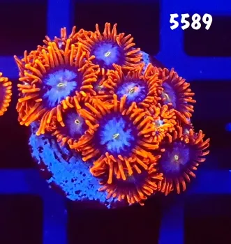 5589 Zoanthus Fire And Ice +10 polipos
