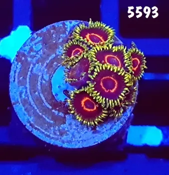 5593 Zoanthus Phes Hornet 9 polipos