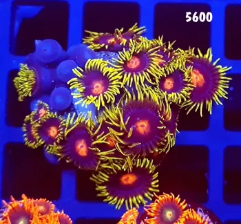 5600 Zoanthus Blow Pop +-20 polipos